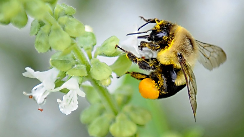 Some bumblebees can survive underwater for up to a week, new study shows