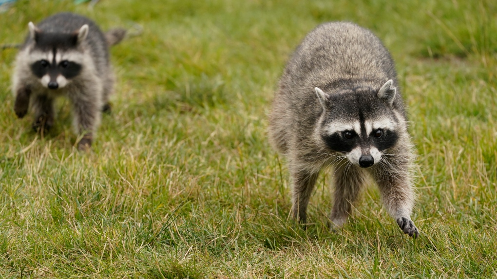 Quebec ministry to introduce rabies vaccine plan after rabid raccoon sighting