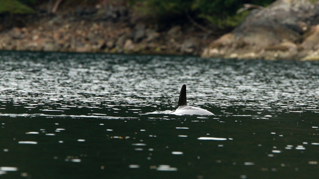 Stranded orca calf remains in B.C. lagoon, breaching at regular intervals