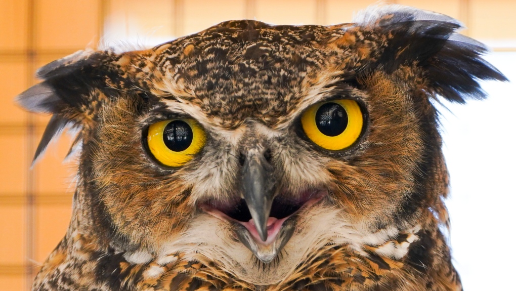 Giving a hoot on Earth Day: How to protect owls in your own backyard