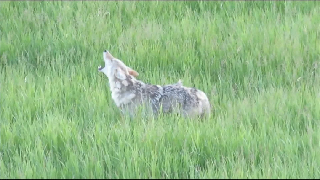 Coyote calls on the rise in Calgary; city wildlife team advises caution