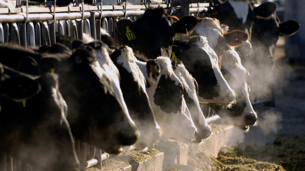 Colombia becomes first country to restrict U.S. beef due to bird flu in dairy cows