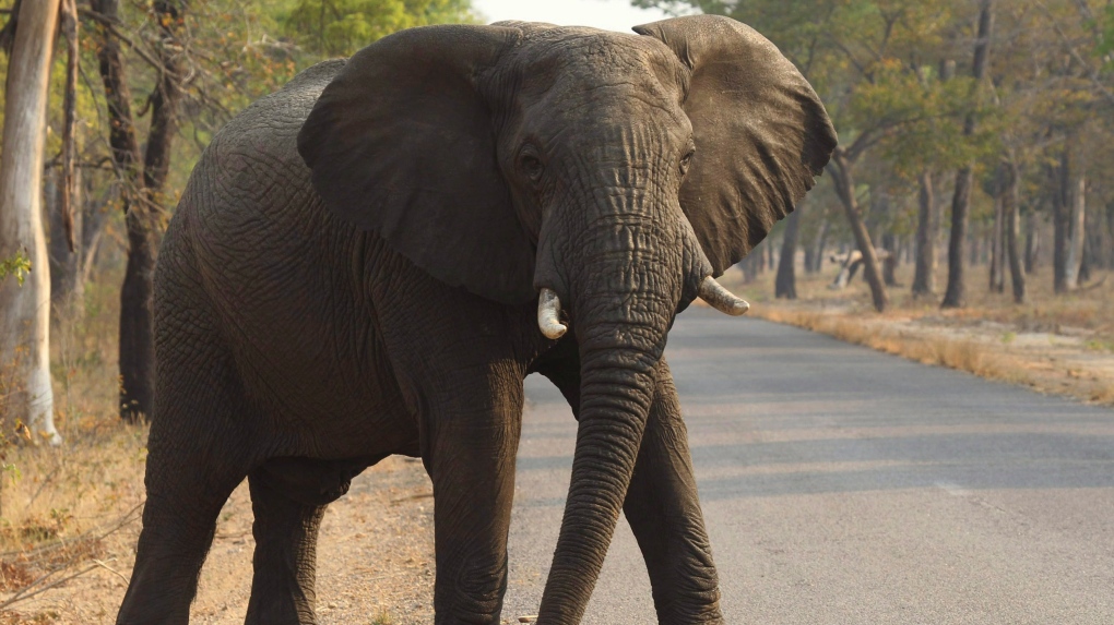 80-year-old American tourist killed in elephant attack during game drive in Zambia