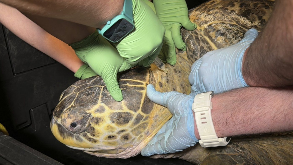 Ancient sea turtle in Boston passes another physical