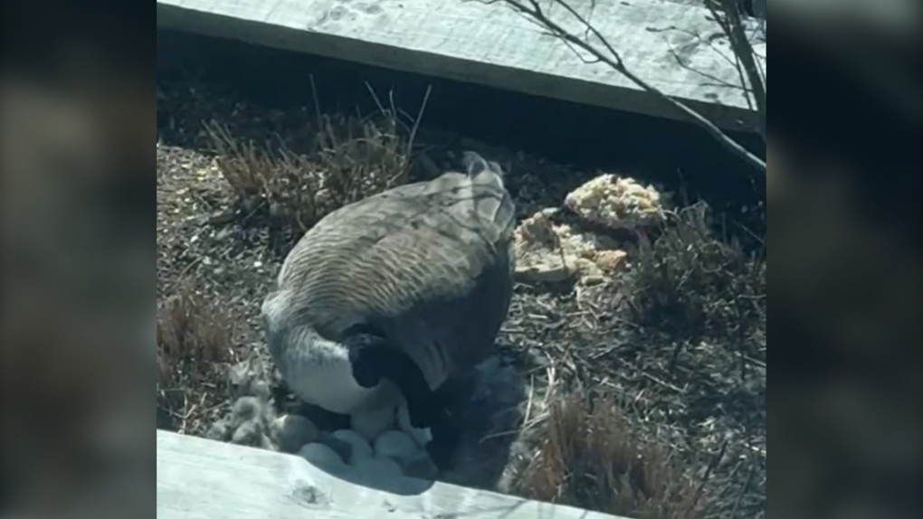 'Breaks my heart': Residents react to removal of Canada goose nest, destruction of eggs