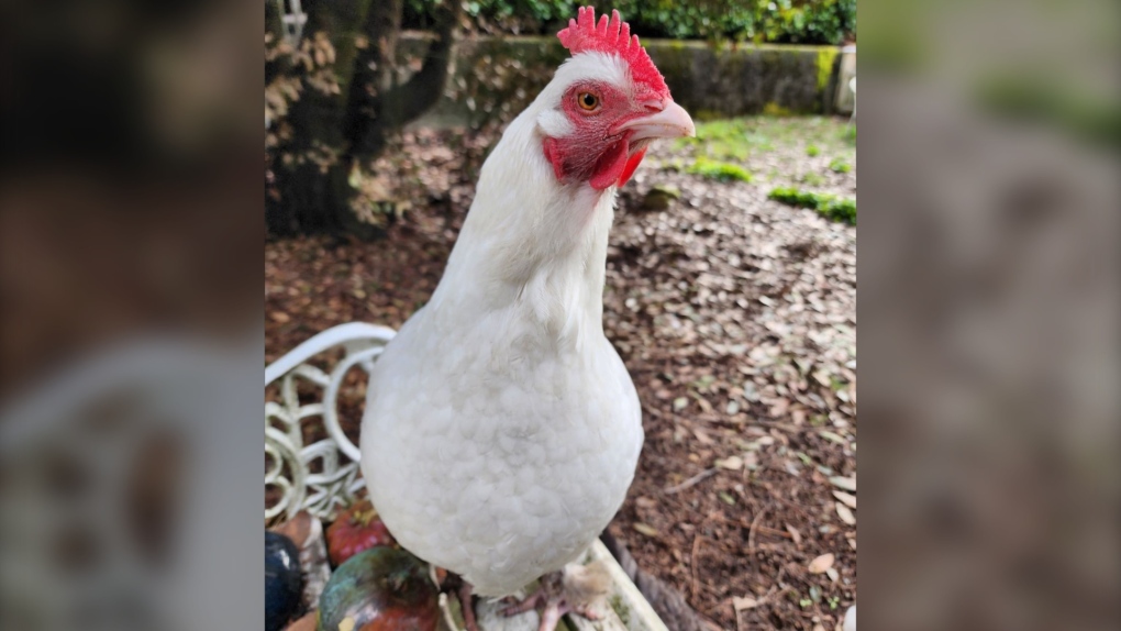 Un poulet de compagnie volé dans une cour arrière de North Vancouver
