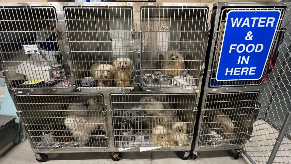 'Inhumane conditions': 68 dogs pulled from Winnipeg home