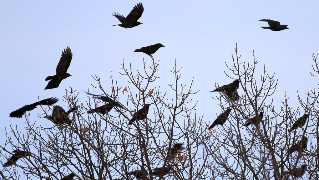 Les corbeaux peuvent compter jusqu’à quatre : étude