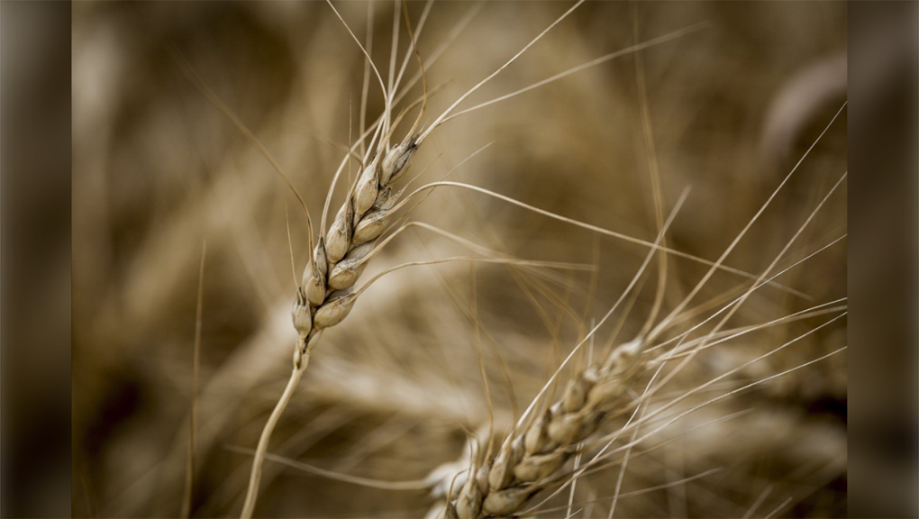 La recherche est lancée pour trouver du blé résistant à la sécheresse pour nourrir un monde en réchauffement