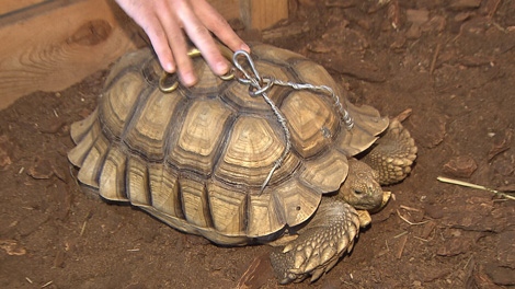 Man drilled holes in tortoise's shell for handle: SPCA