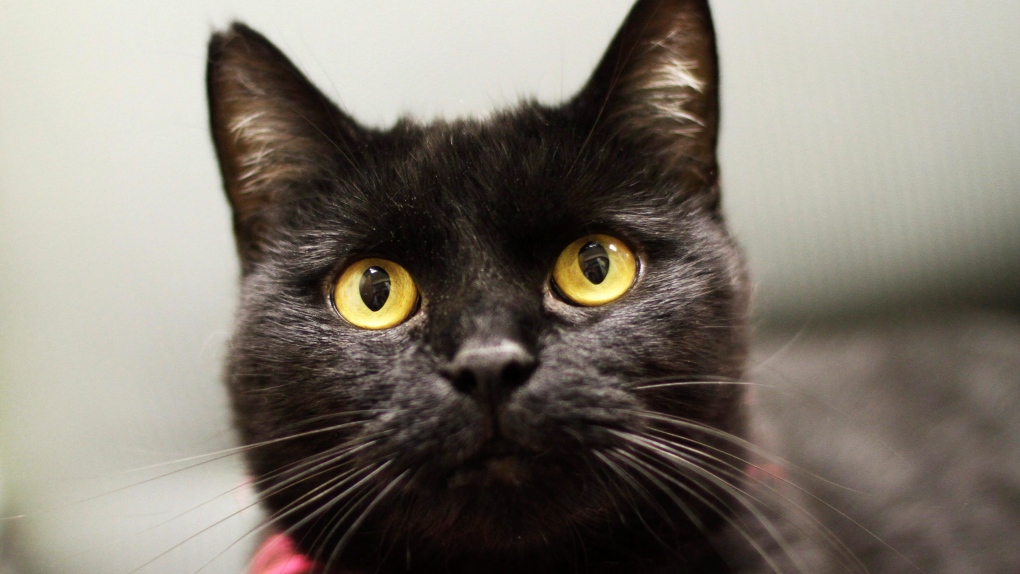 Busting black cat myths: Shelters say most fears unfounded