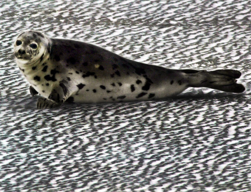 FIle photo of a female grey seal.