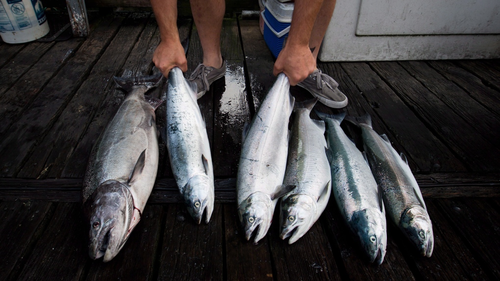 Salmon restocking gets worldwide attention