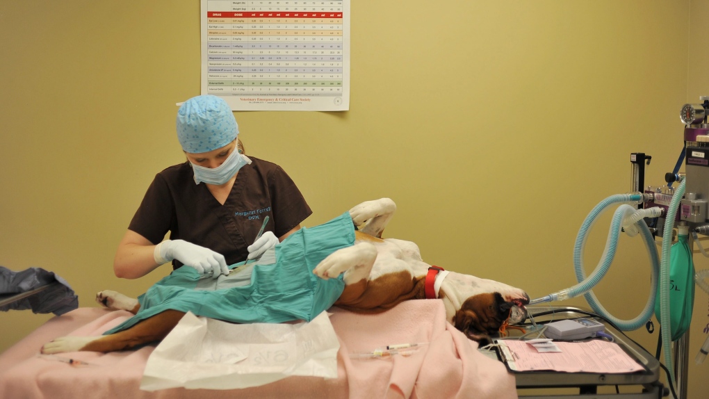 A doctor spays a dog at an Alabama pet clinic