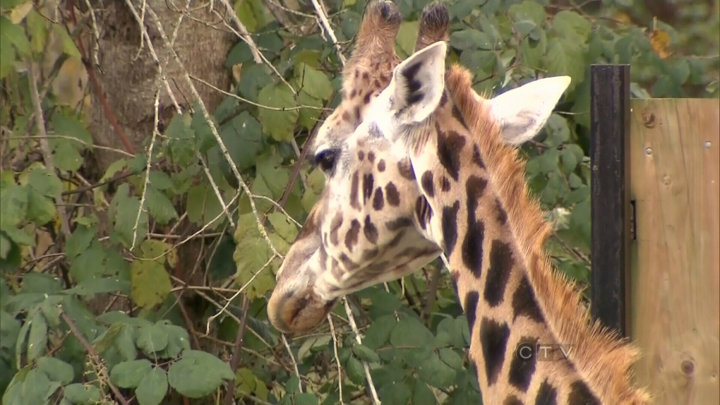 Another giraffe dies at Vancouver zoo