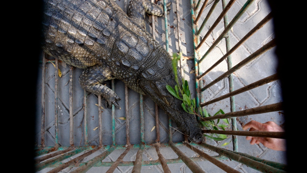 Sakher, a crocodile captured by Palestinian police
