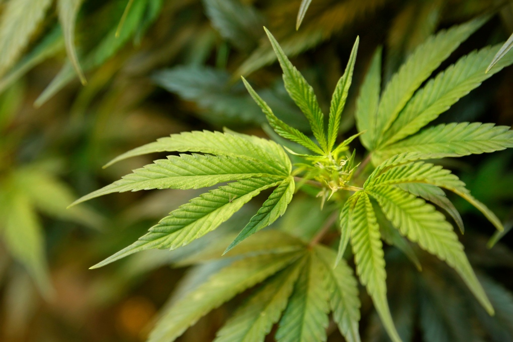 Police seize marijuana plants on Big Tancook Island.