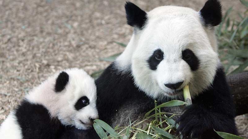 In this Jan. 12, 2007 file photo, Giant Panda panda mother Lun Lun , right, eats bamboo as her cub Mei Lan explores her new habitat at Zoo Atlanta. Zoo officials say Lun Lun has given birth to her third cub at 5:39 a.m. on Wednesday, Nov. 3, 2010 in a specially prepared birthing den.(AP Photo/John Bazemore, File)