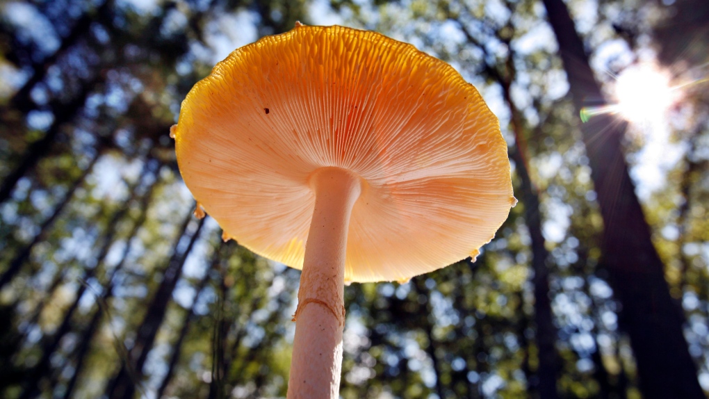 Backyard mushrooms used in toxic soup