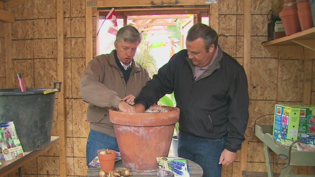 Mark Cullen on planting winter bulbs with style | CTV News