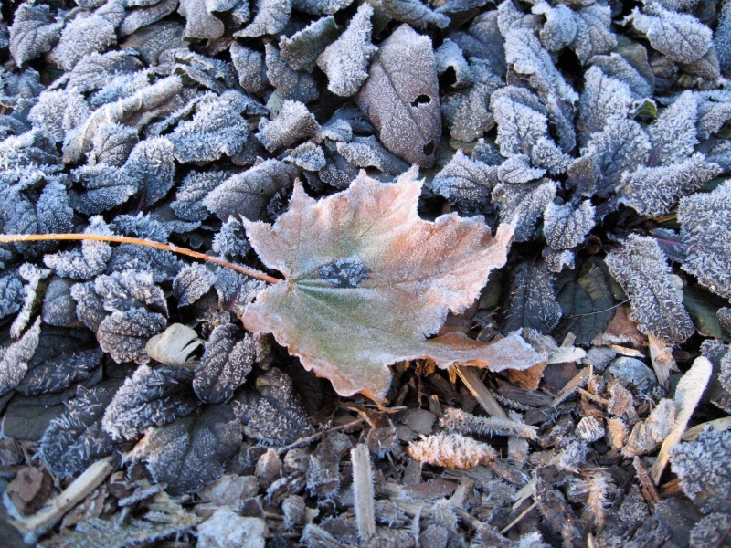Frost is seen on the ground in Ingersoll, Ont., in this photo from November 2012. (Betty Price / MyNews)