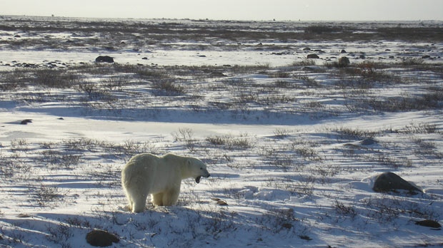 A polar bear in Churchill