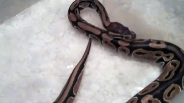 A Toronto couple recently found a python, pictured, in their basement. 