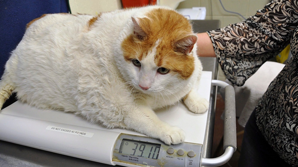 Pet obesity, fat cat, meow