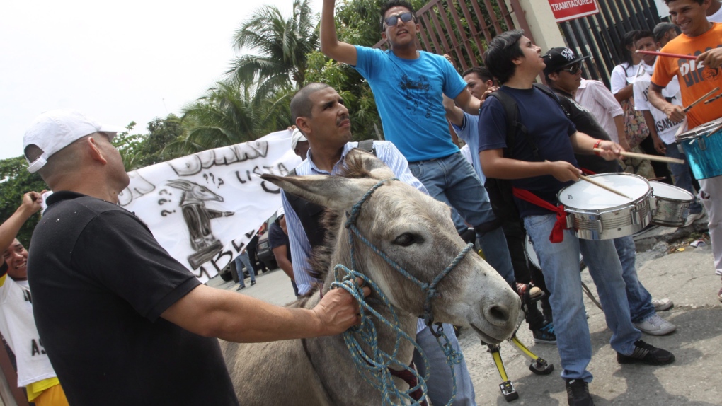 Ecuadorian donkey cannot run for office