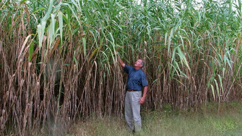 Arundo donax giant reed