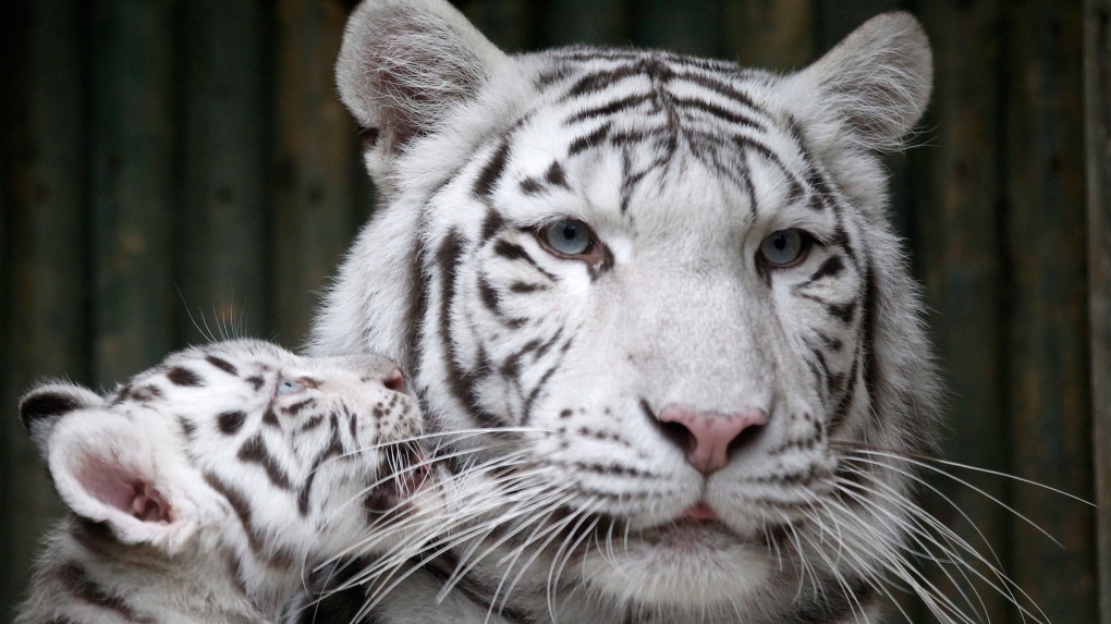 Rare white Indian tiger cub escapes Czech