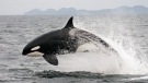 In this file photo from July 2005, a transient killer whale breaches off the coast of British Columbia. (Department of Fisheries and Oceans, Graeme Ellis)