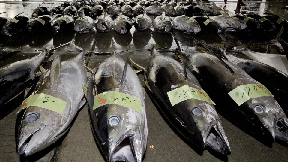 Environmentalists worried about tuna overfishing