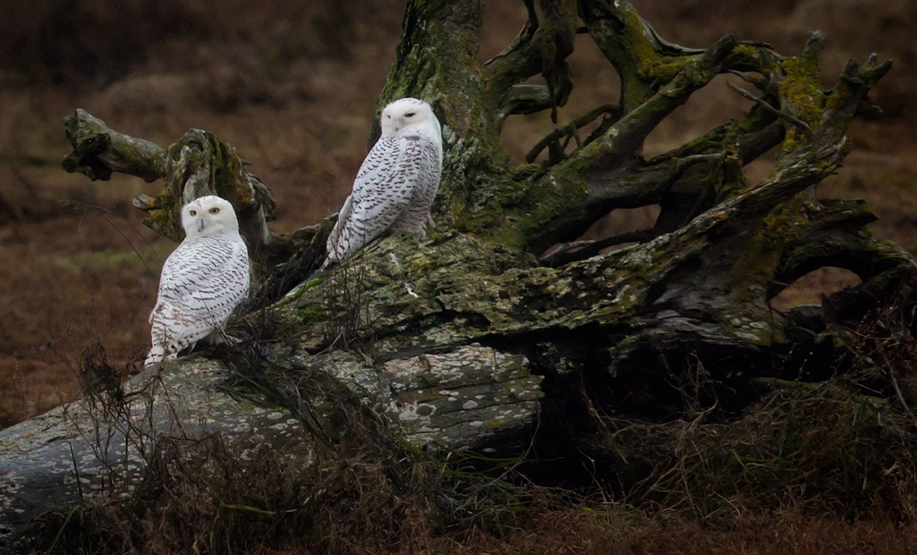 Snowy owls rest on a dead tree