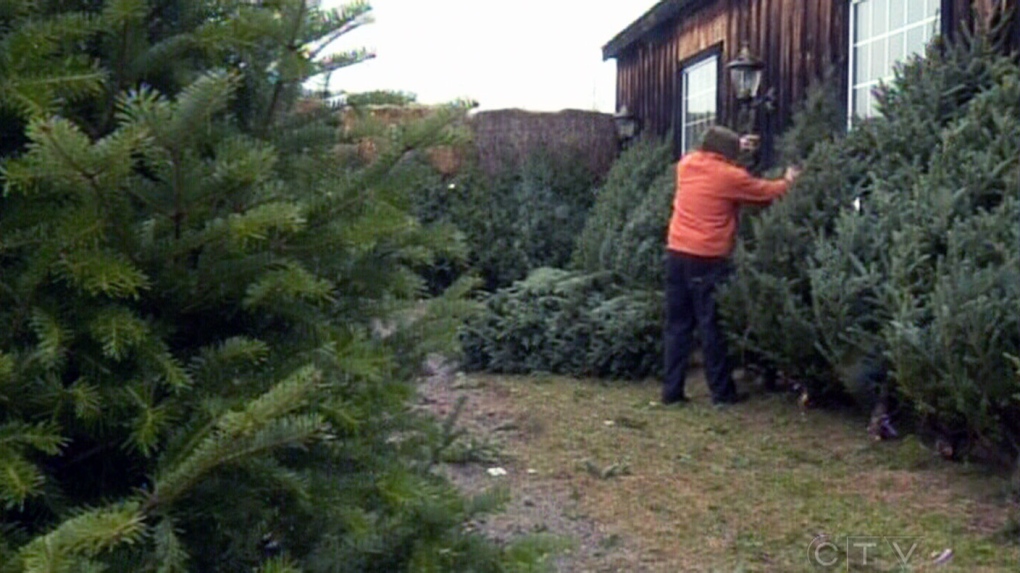 CTV Kitchener: Christmas tree farm tradition 