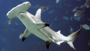 Scalloped Hammerhead Shark (AP Photo/John Bazemore, file)