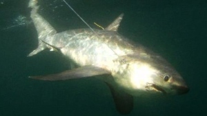 Common Thresher Shark (en.wikipedia.org)