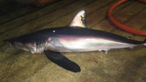 Longfin Mako Shark (en.wikipedia.org)