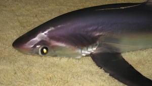 Pelagic Thresher Shark (en.wikipedia.org)