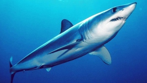 Shortfin Mako Shark (en.wikipedia.org)