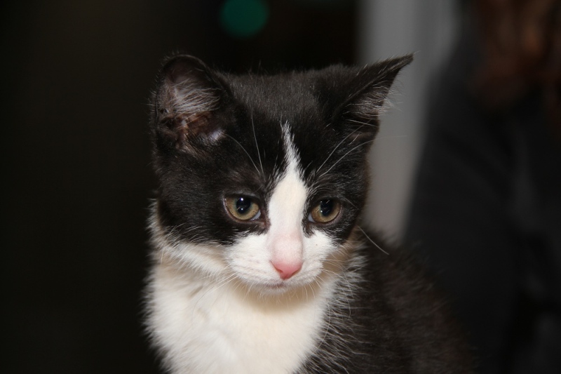 Black and white kitten from the Windsor Essex Humane Society. (Melanie Borrelli/CTV Windsor)