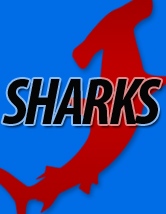 Shark fin - online extra