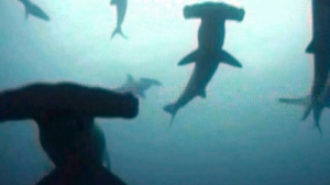 CTV BC: Endangered shark fins up for sale