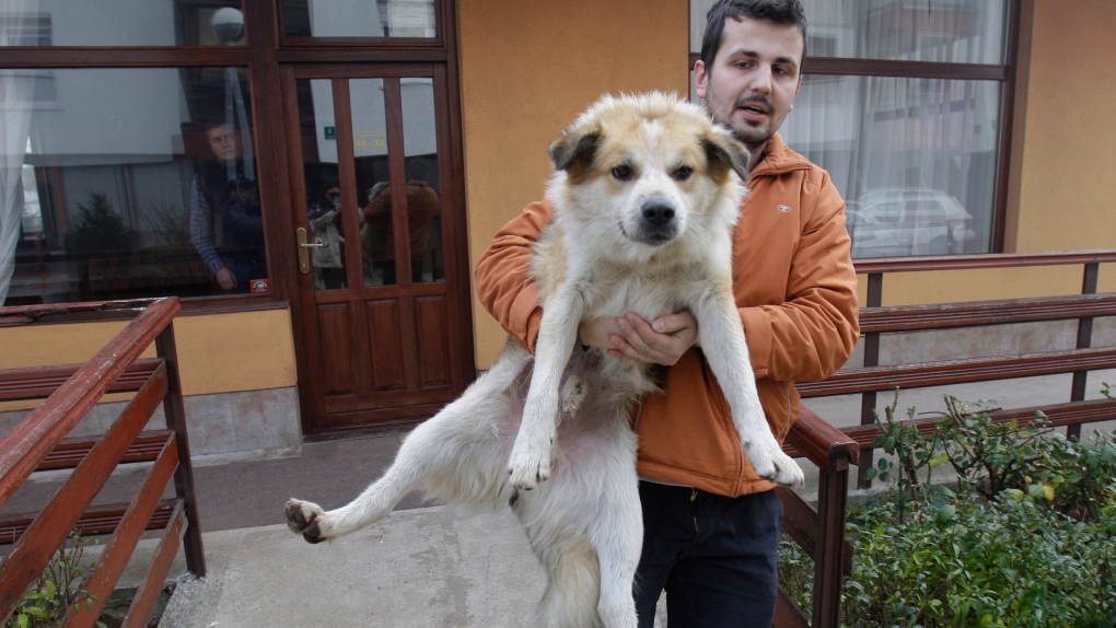 Safe haven for Bosnia's stray dogs