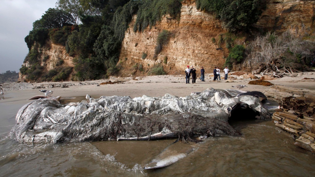 A dead young male fin whale