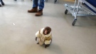 A monkey appears in a Toronto Ikea store on Sunday, Dec. 9, 2012. (Brownwyn Page)