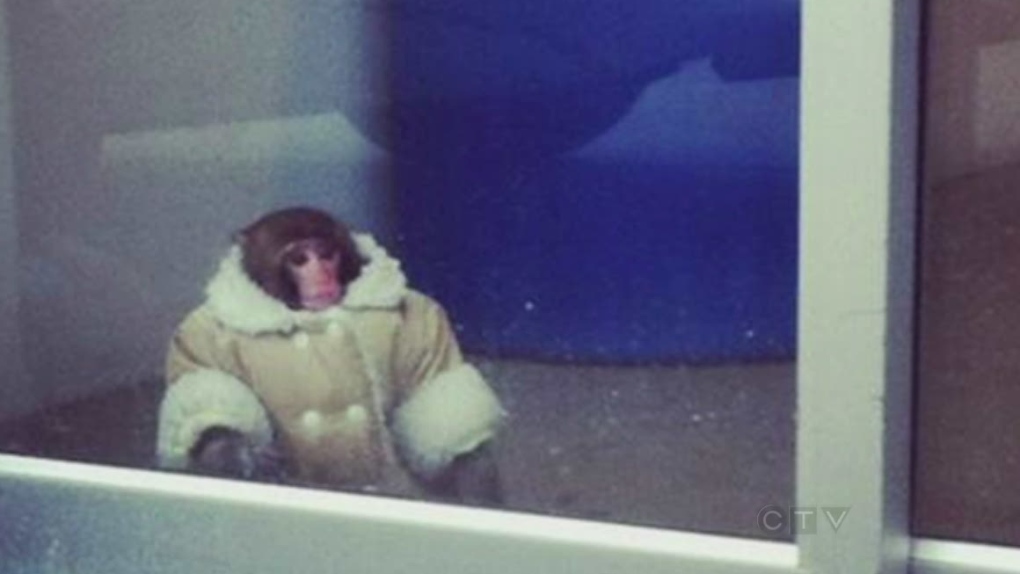 CTV Toronto: Ikea monkey goes viral
