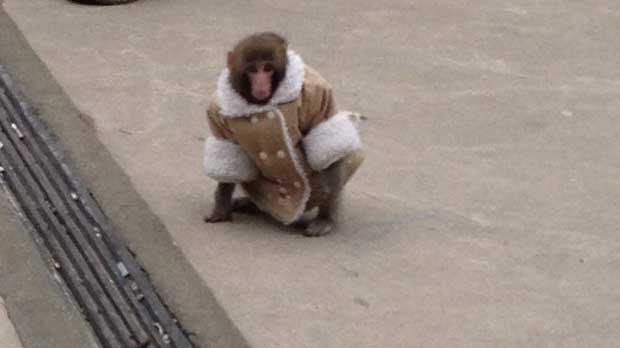 Ikea monkey