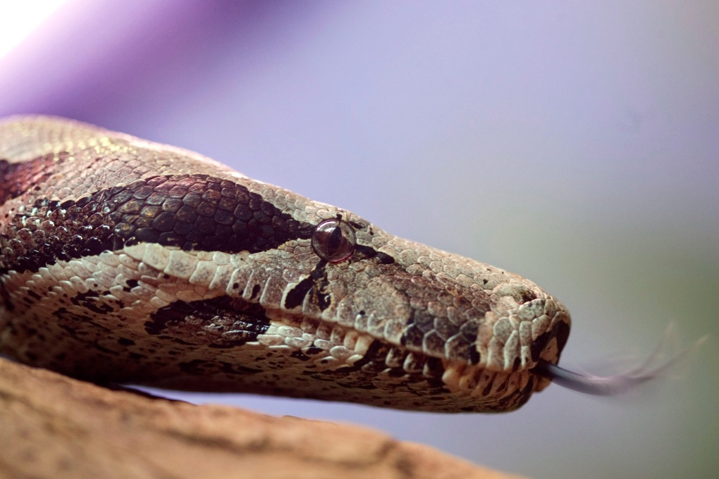 Red-tail boa constrictor