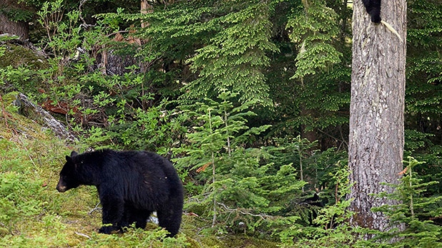 Black bear in Whistler, B.C.